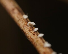 Panellus minimus