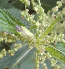 Adelphocoris quadripunctatus