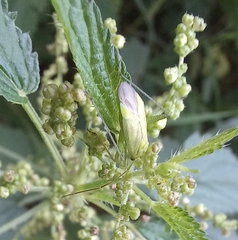 Adelphocoris quadripunctatus