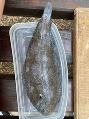 Synapturichthys kleinii