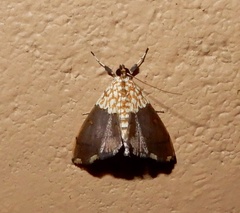 Agrotera basinotata
