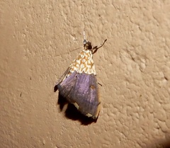Agrotera basinotata