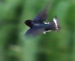 Hirundo rustica
