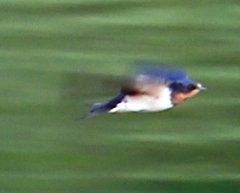 Hirundo rustica