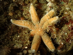 Luidia ciliaris