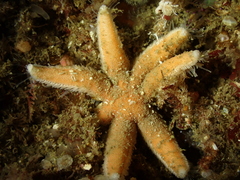 Luidia ciliaris