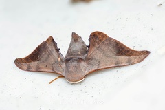 Comparmustilia sphingiformis