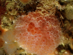 Aplidium elegans