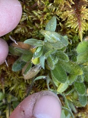 Draba pilosa