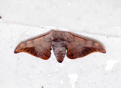 Comparmustilia sphingiformis