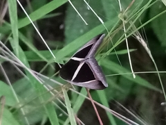 Chalciope mygdon