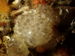 Polyclinum aurantium