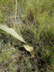 Schizocarphus nervosus