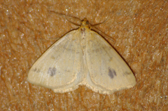 Macaria ribearia