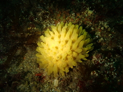 Polymastia boletiformis
