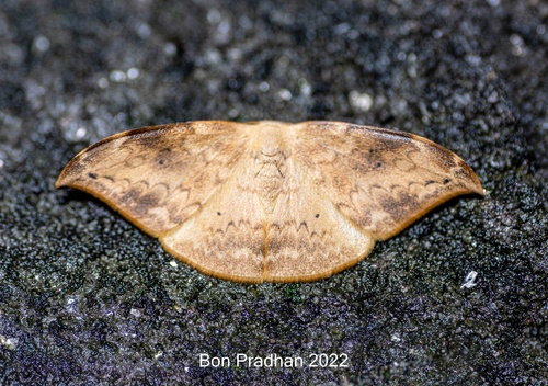 Strepsigonia diluta (Warren, 1897)