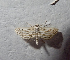 Parapoynx fluctuosalis