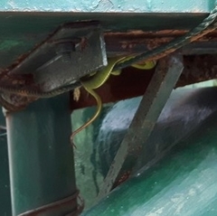 Trimeresurus erythrurus