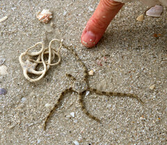 Ophiactis