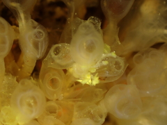 Pycnoclavella producta