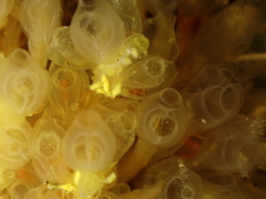 Pycnoclavella producta