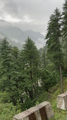 Pinus wallichiana