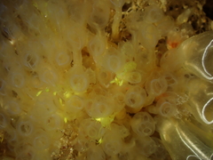 Pycnoclavella producta