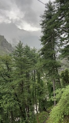 Pinus wallichiana