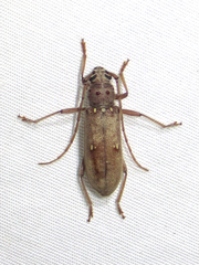 Eburia mutica