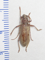 Eburia mutica
