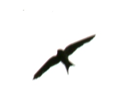 Hirundo rustica