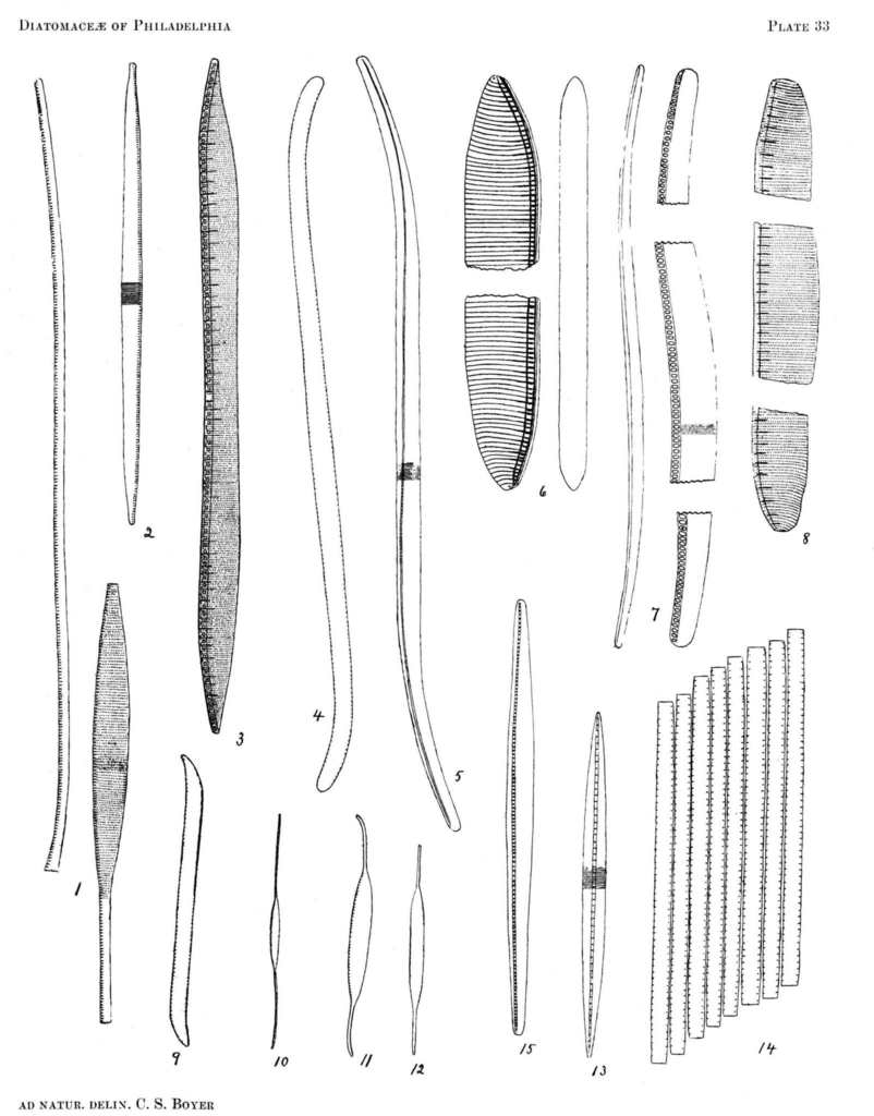 Nitzschia filiformis