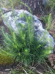 Liatris microcephala