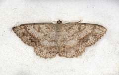 Luxiaria acutaria