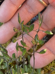 Draba pilosa