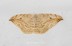 Drepana pallida