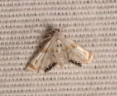 Argyractis drumalis