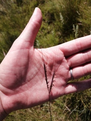 Diheteropogon filifolius