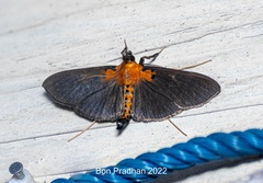 Filodes sexpunctalis