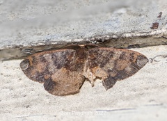 Astygisa orbapicalis