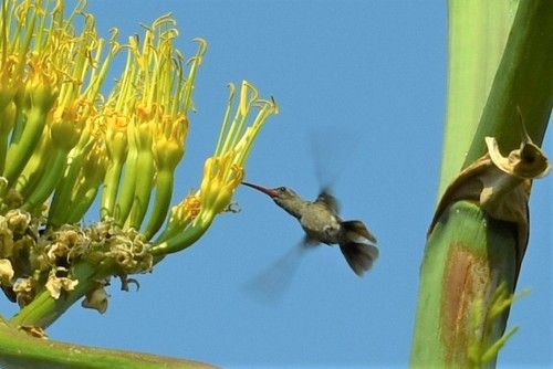Dusky Hummingbird