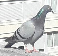 Columba livia domestica