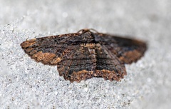 Menophra subplagiata