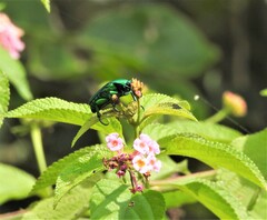 Heterorrhina elegans