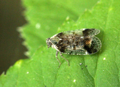Cixius cunicularius
