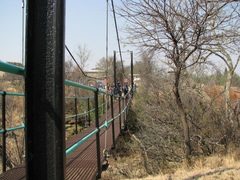 Diospyros lycioides lycioides