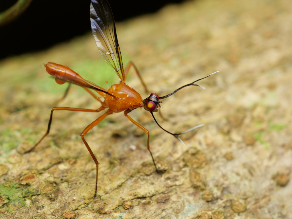 Fruit Fly on a plant