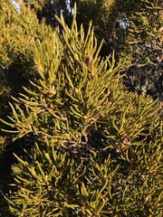 Orites acicularis