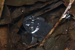 Limnonectes fujianensis