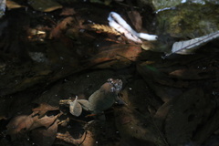 Limnonectes fujianensis